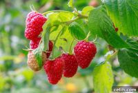 Future-Proofing Your UK Fruit Garden: Berries or Trees for 2026?
