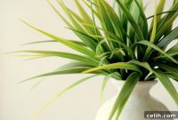 Breathe Life Into Your Home with Indoor Plants
