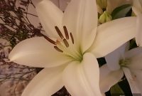 Freddie’s Flowers: Fresh Seasonal Blooms with a Special Discount