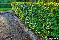 Creating a Private Garden Oasis with Ease