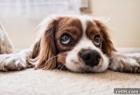 Fresh Home, Happy Pets: The Ultimate Cleaning Guide for Owners