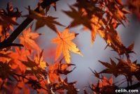 Fall Forecast: Essential Homeware Trends