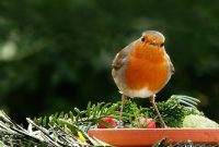 February Garden Prep: Outdoor To-Dos Before Spring