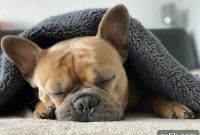 Crafting Calm: Design for Uninterrupted Sleep