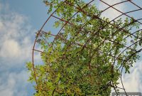 Vertical Elegance Choosing and Styling Climbing Plants