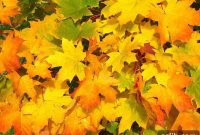 Autumn’s Allure: 5 Charms We Adore