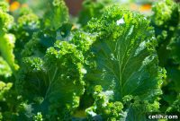 Grow Your Own: DIY Hydroponic System Guide
