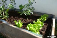 Cultivating a Productive City Garden