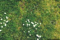 Drought-Proof Your Lawn: Smart Strategies for Green Grass