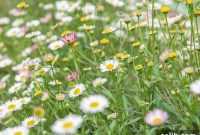 Designing Beautiful Gardens with Ground Covers