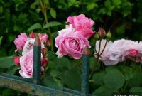 Transform Your Garden into a Private Haven