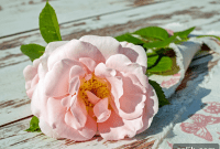 Petal Perfect Romance: 10 Rose Gifts for Valentine’s Day
