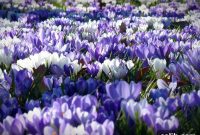 Bloom Your Home: 10 Spring Floral Decor Picks to Uplift Your Space