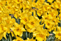 10 Cheerful Daffodil Gift Ideas for Mothers Day