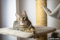 Cat-Centric Chic: Designing Interiors for Both You and Your Feline