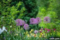 Transform Your Space A Guide to Cultivating a Stunning Garden