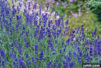 Conquer Garden Weeds Transform Your Flower Bed Into a Pristine Oasis