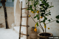 Backyard Bounty: 5 Fruit Trees for Your Home Garden