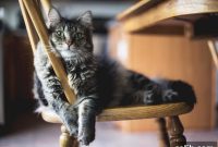 International Cat Day: Pawsitively Purrfect