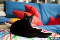 The Purr-fect Modern Retreat: Designing Stylish Spaces for Your Cat’s Ultimate Happiness