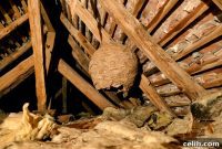 Hiring the Right Wildlife Removal Professional