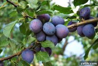 10 Essential Tips for Thriving Fruit Trees