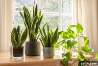 Green Greetings The Perfect Housewarming Plants