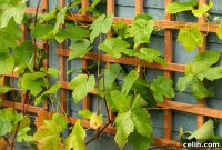 Trellis Repair Made Easy: A 9-Step Blueprint for Beginners