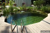 The Greener Dip: Natural Swimming Ponds Versus Traditional Pools for Your Backyard