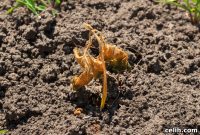 Cultivating Resilience: Gardening in a Changing Climate