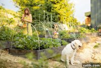 Your Mini Homestead Blueprint for Success