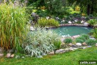 Real Estate Gold Why Natural Swim Ponds Are the Smartest Home Upgrade