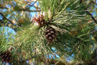 Unlock Christmas Magic: Creative Pine Cone Projects