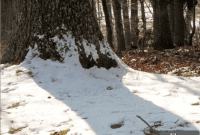 Winter Compost Wonders Your January Guide