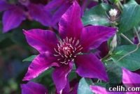 Elevate Your Garden with Fresh Blooms