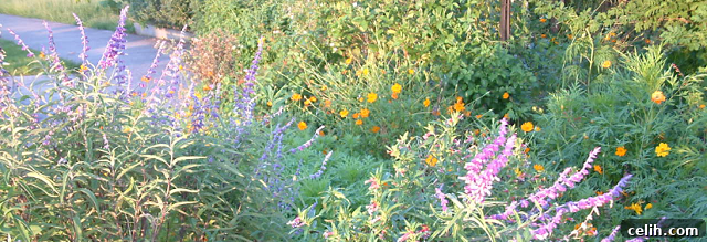 Top Ten Gardening Tools for Summer Gardens 2 A vibrant garden scene with various plants and blooming flowers, hinting at the joy of summer gardening.