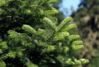 Pines and Needles Real Christmas Tree Delivery Service Tested and Reviewed