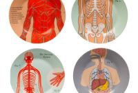 The Sweet Science of Anatomy Tea Cake and Learning