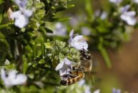 Five Fresh Takes on Rosemary