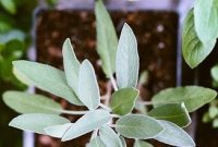 Creating Glorious Potted Gardens