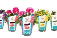 Bloom Your World: A 40-Day Garden Flower Journey