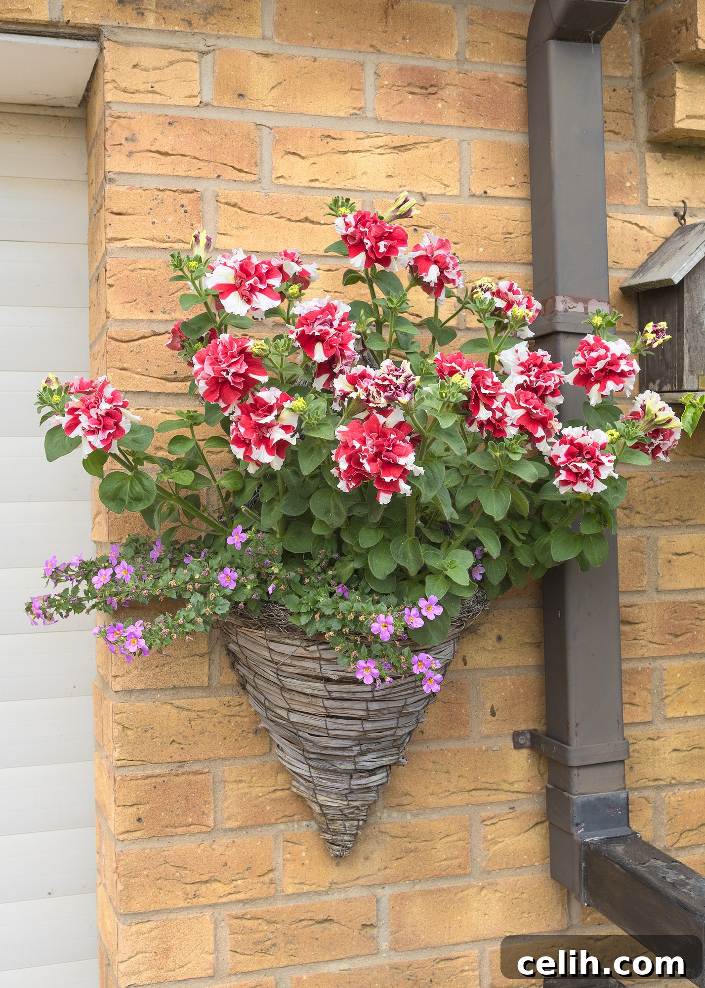 Outdoor wall planter filled with colourful flowers 