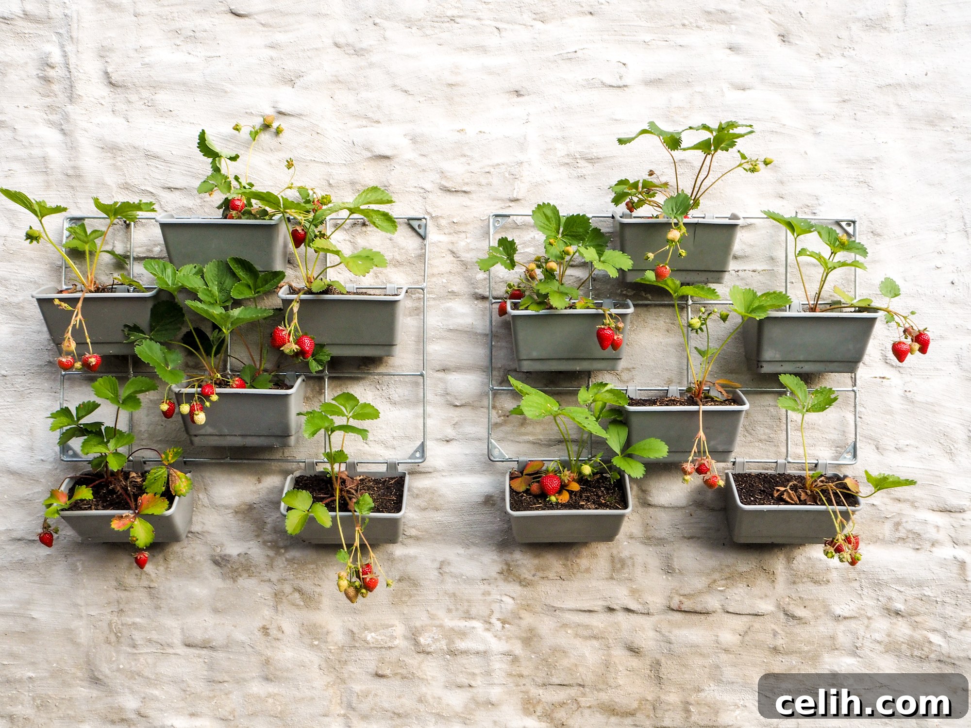 Strawberry plants work well in outdoor wall planters