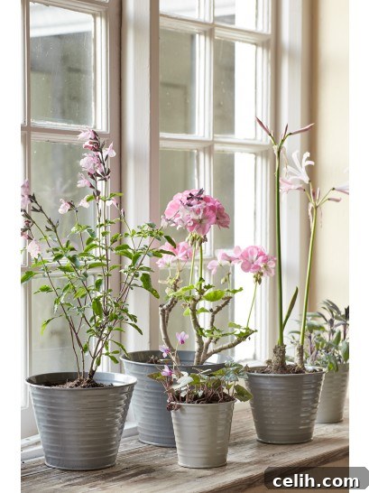 Love these grey ombre plant pots by Sophie Conran