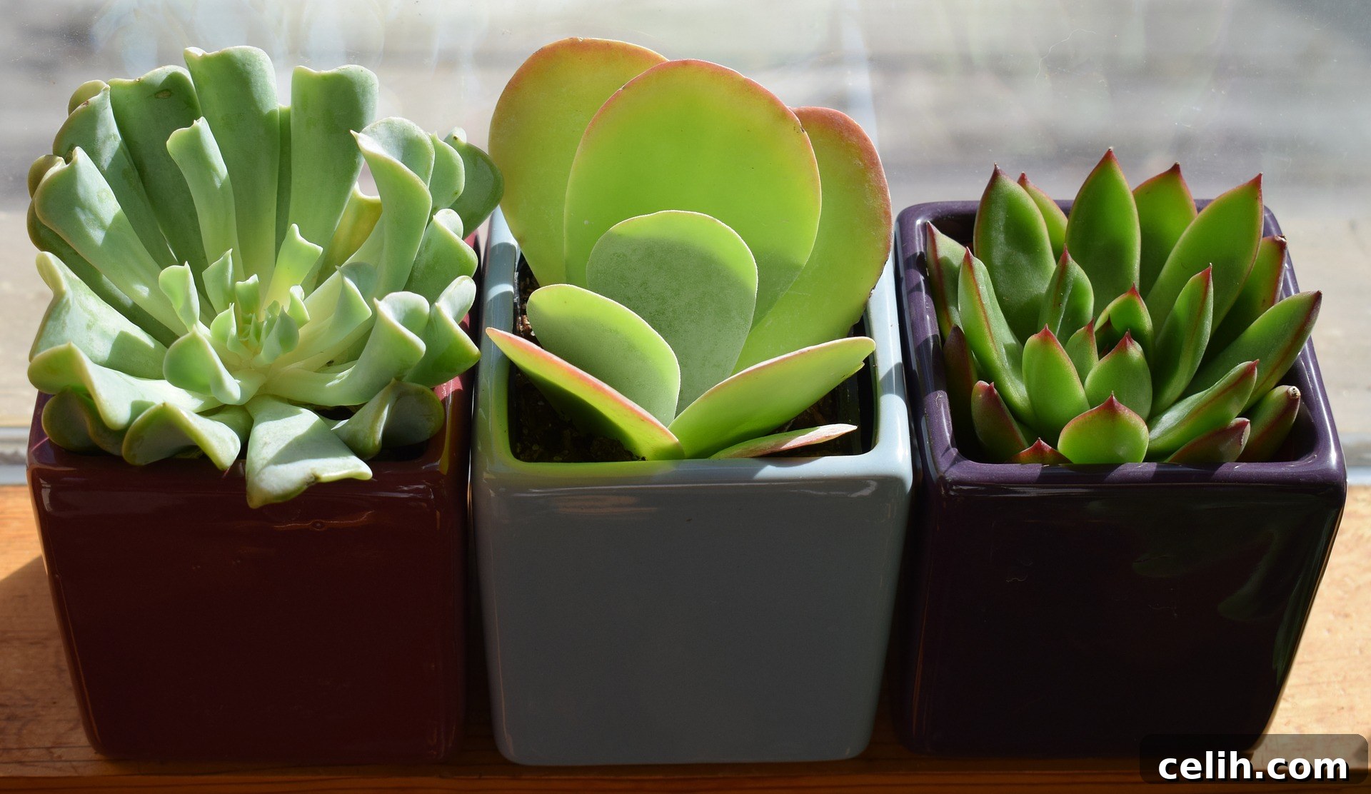 Incorporate lush, easy-to-care-for houseplants like succulents to enhance the style and air quality of your indoor spaces.