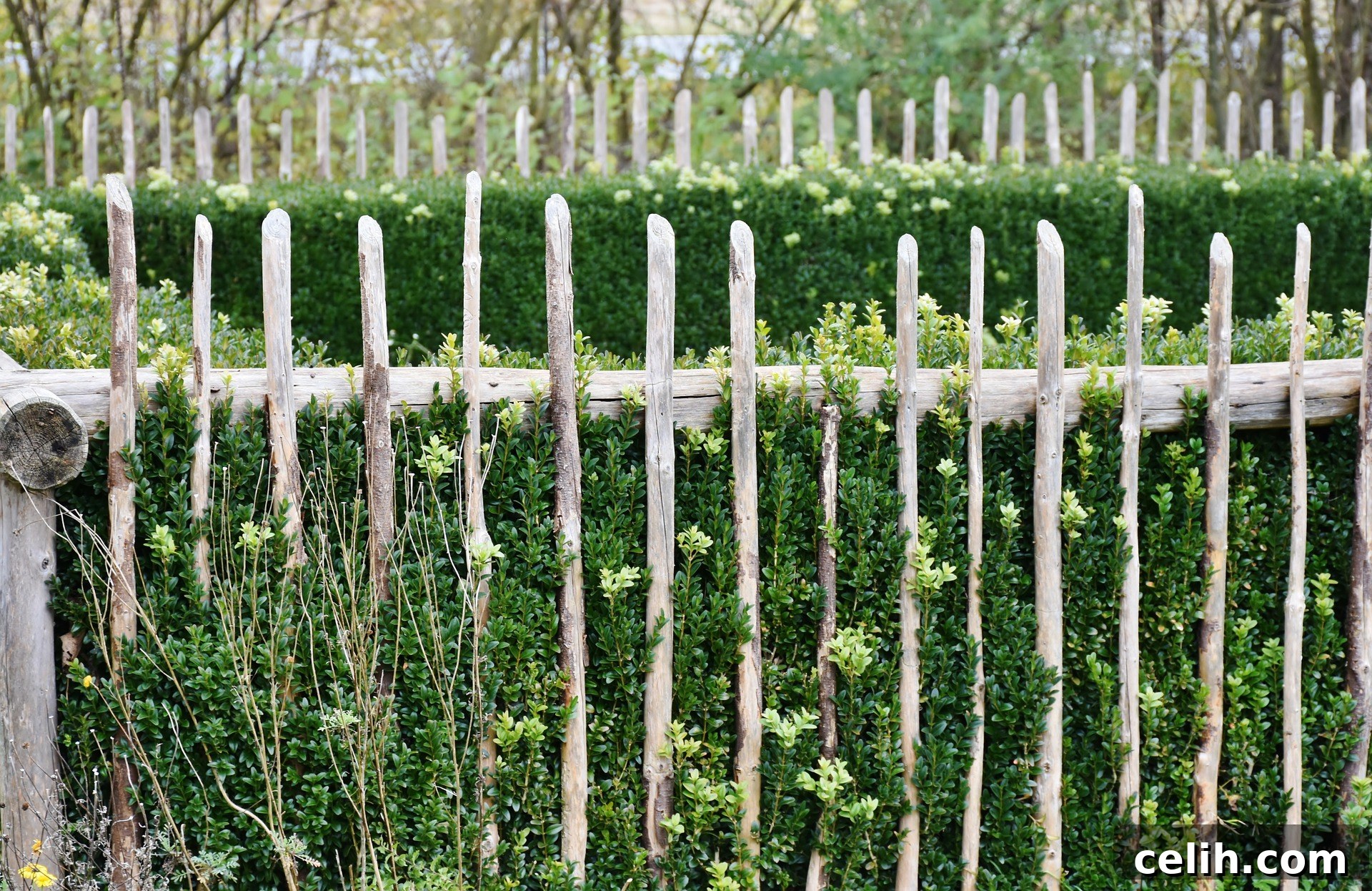 Creating a Private Garden Oasis with Ease 3 Flowering shrubs can be used to make your garden more private