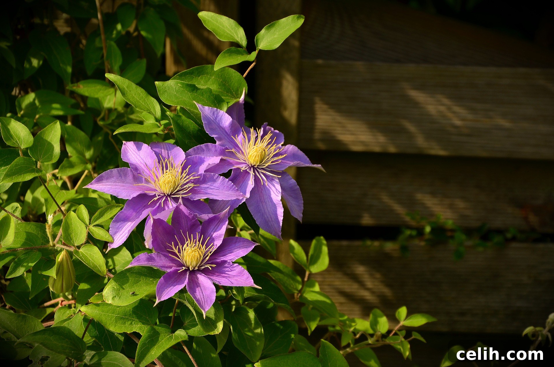 Creating a Private Garden Oasis with Ease 4 Putting a fence in your garden helps add much needed privacy