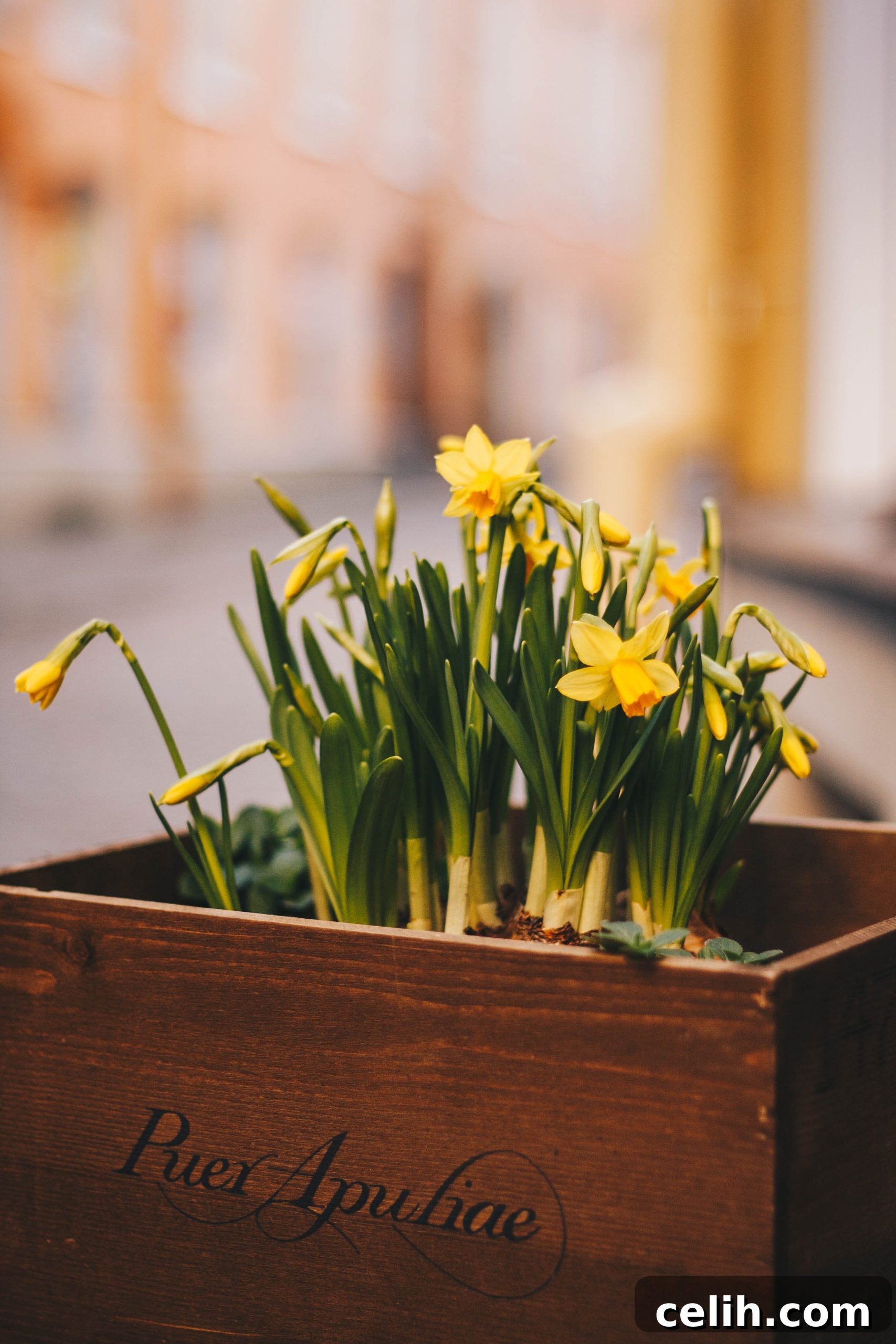 Place pots of flowers and plants outside your house to brighten up the exterior entranceway