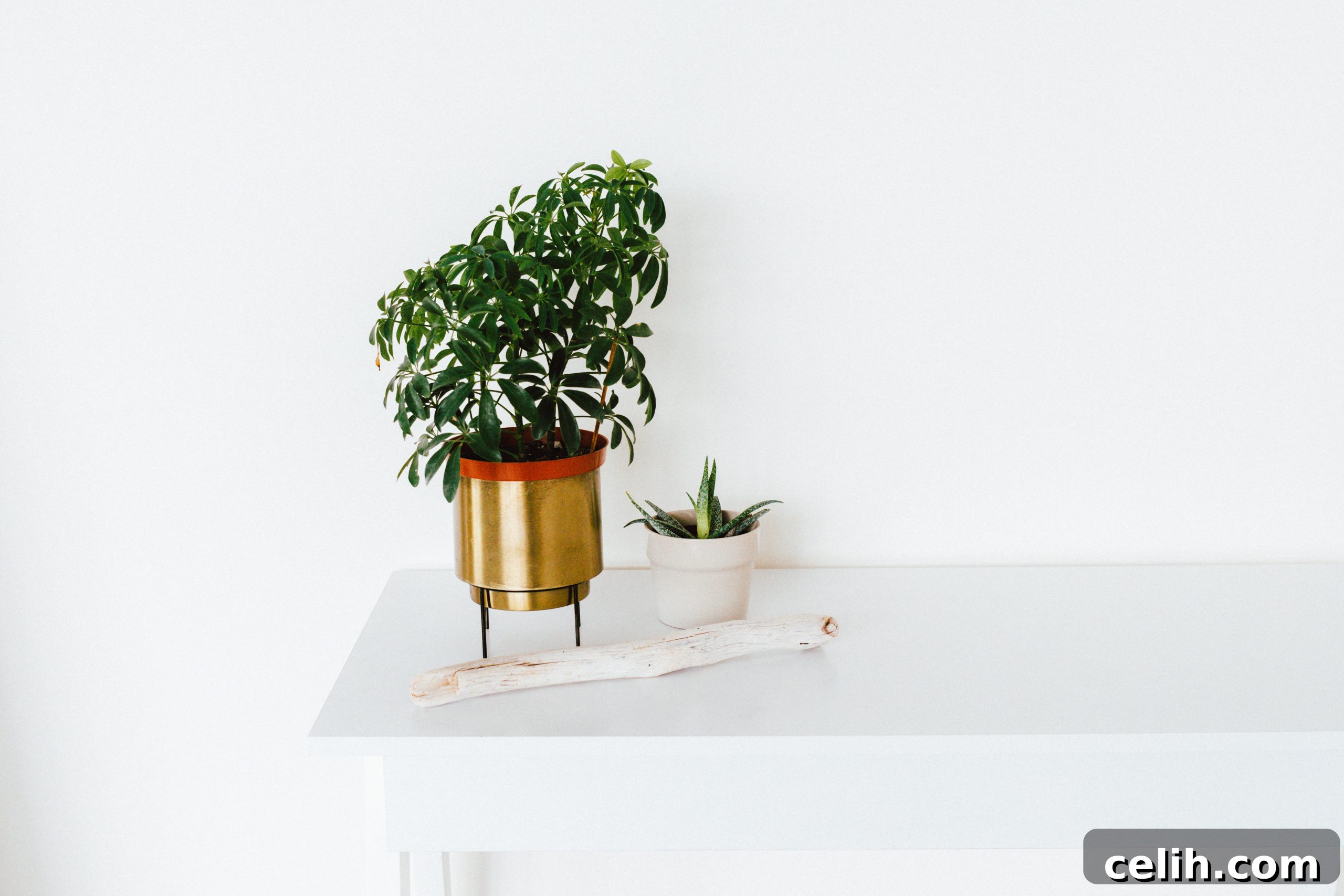 Add gold accents to your interior decor in the form of accessories such as plant pots