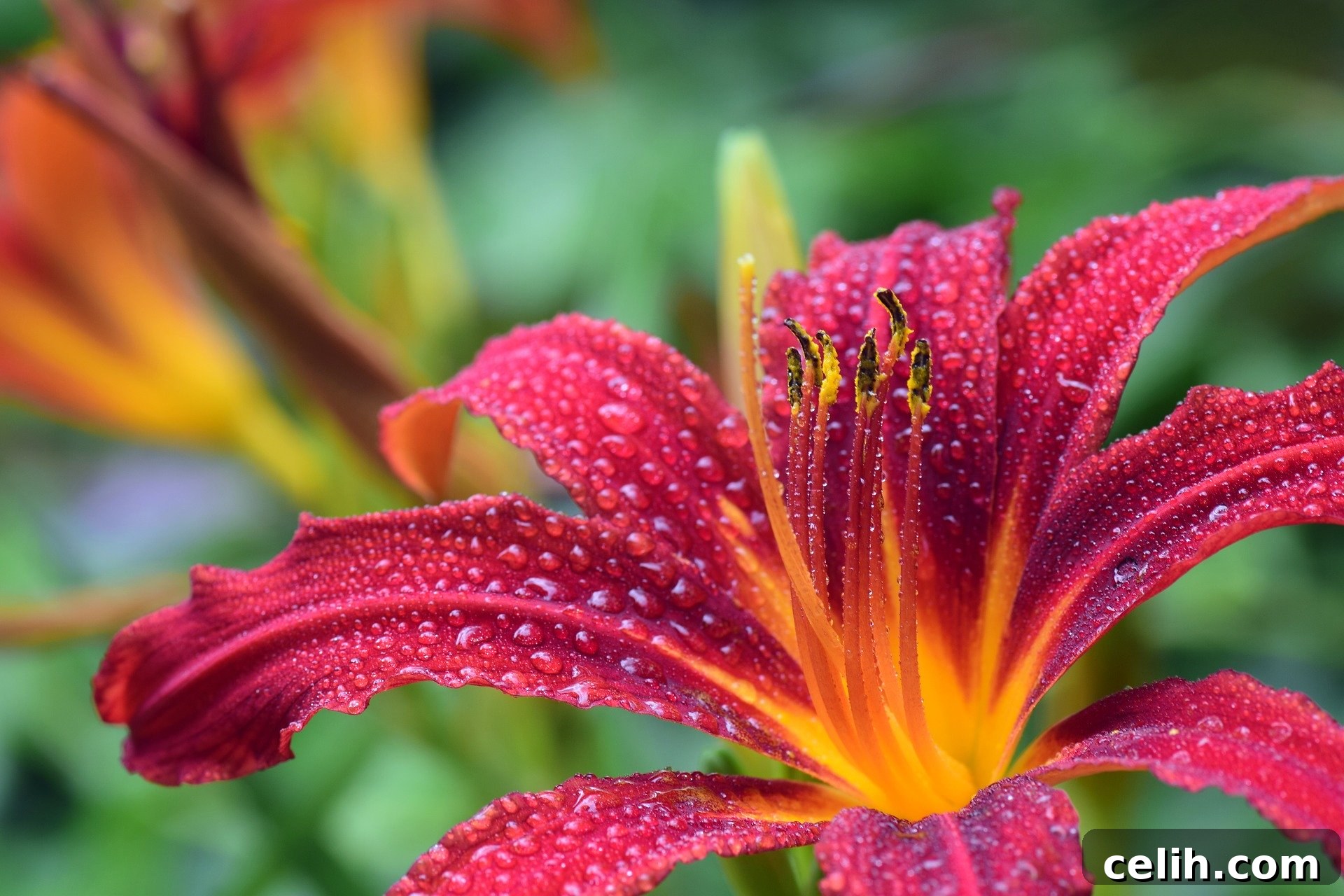 Discover stunning plants like this lily by attending home and garden events 